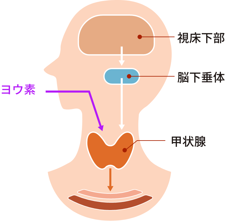 人体図